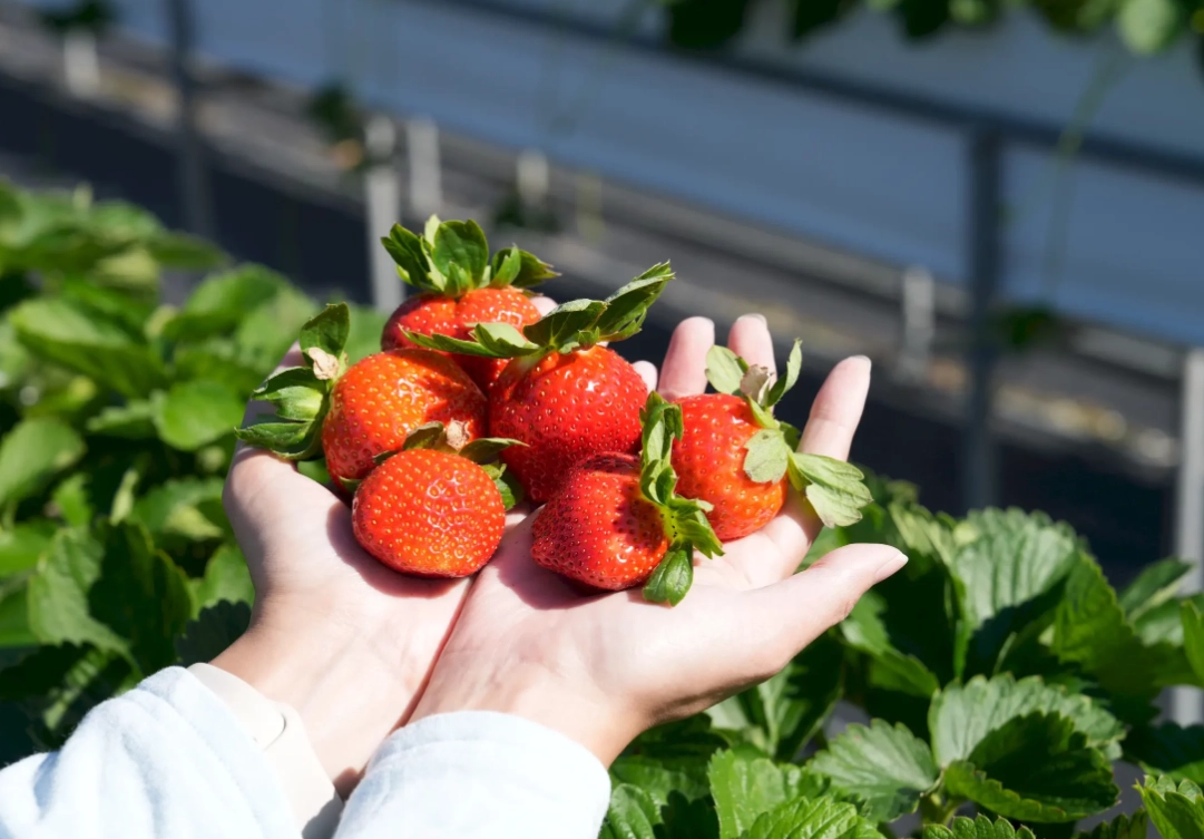 採草莓 採草莓