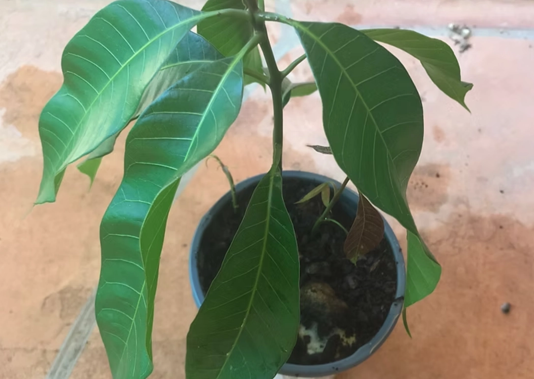 芒果幼苗照顧全攻略：從選苗到結果的實用指南