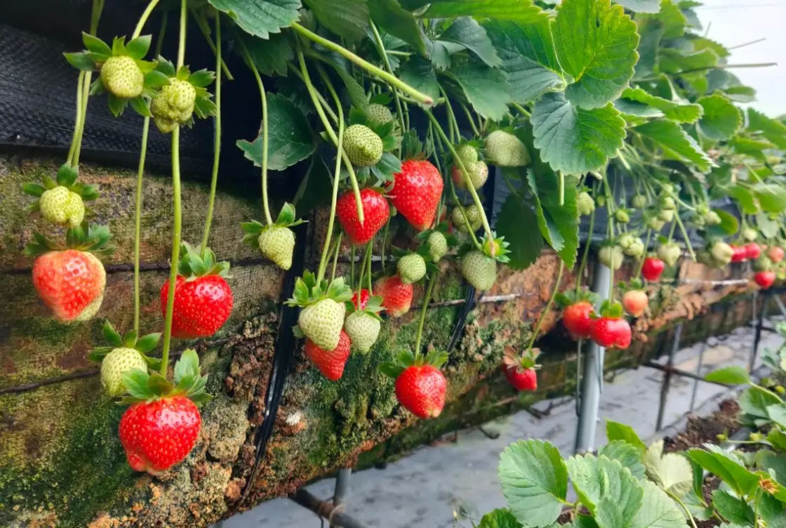 桑妮草莓園 品種 桑妮草莓園 品種