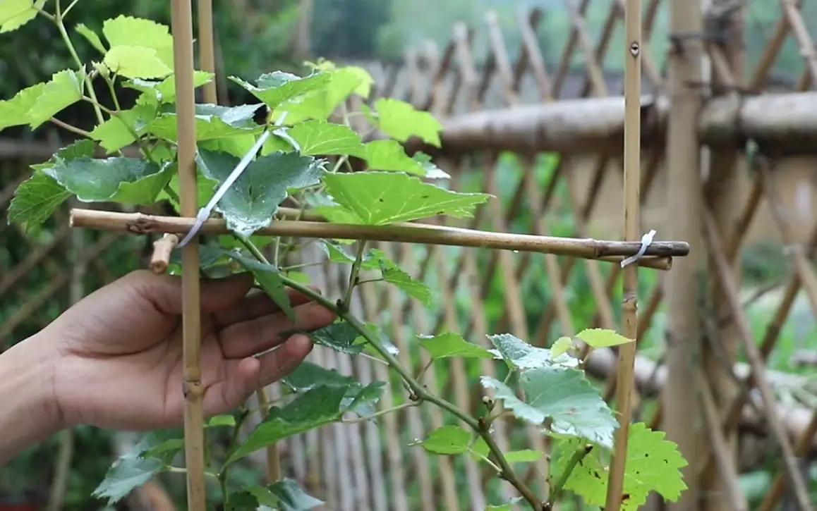 盆栽葡萄照顧 盆栽葡萄照顧