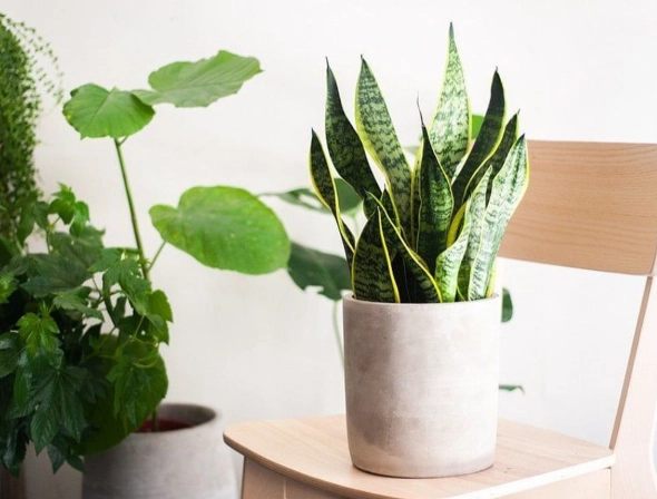 室內植物夏天照顧