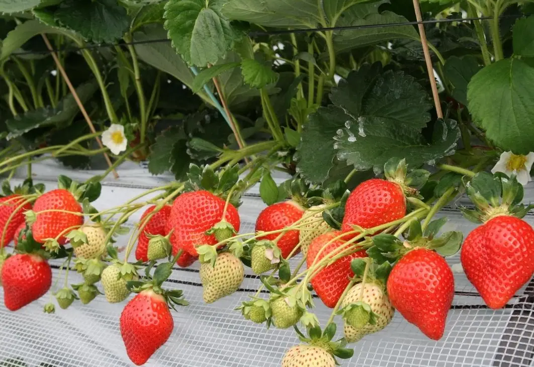 桑妮草莓園 品種 桑妮草莓園 品種