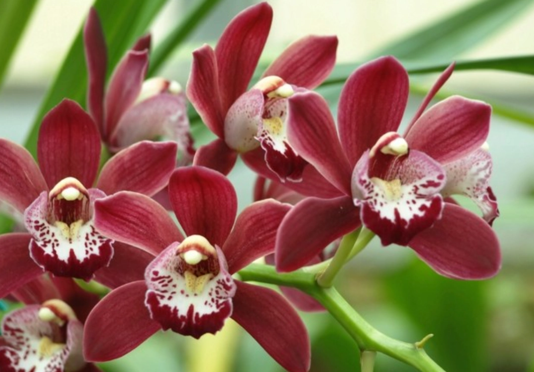 蕙蘭照顧方法 蕙蘭照顧方法