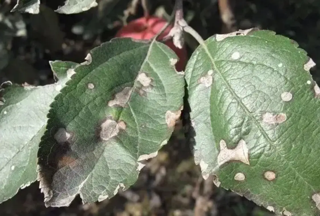 有機病蟲害防治