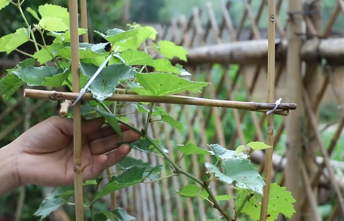 盆栽葡萄修剪教學：圖解步驟、常見錯誤與豐收秘訣