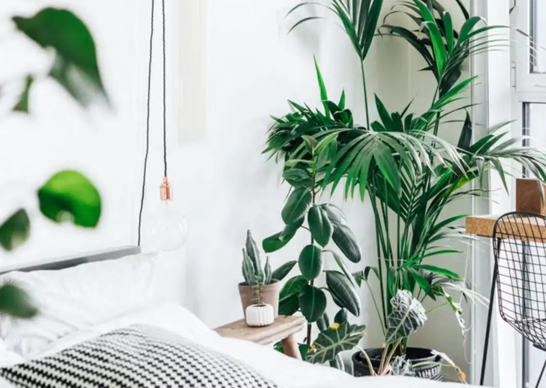 臥室放植物禁忌