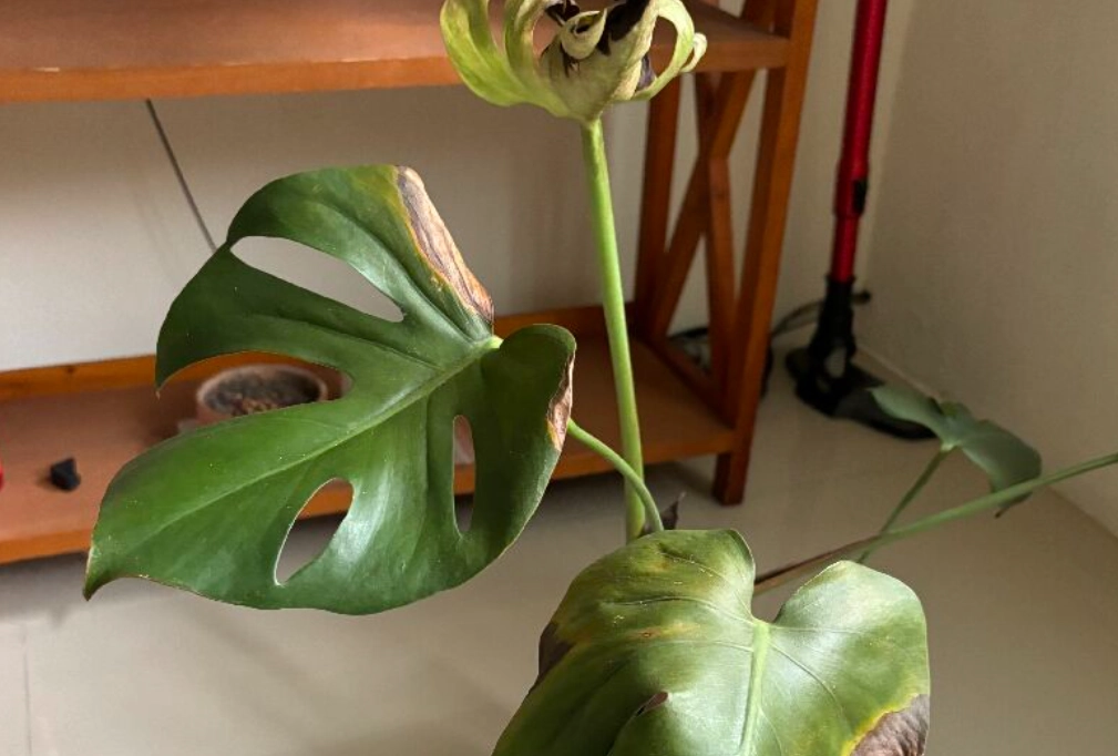 龜背芋照顧 龜背芋照顧