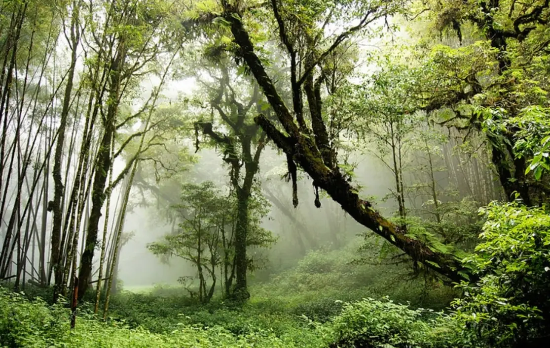 金柑樹山忘憂森林