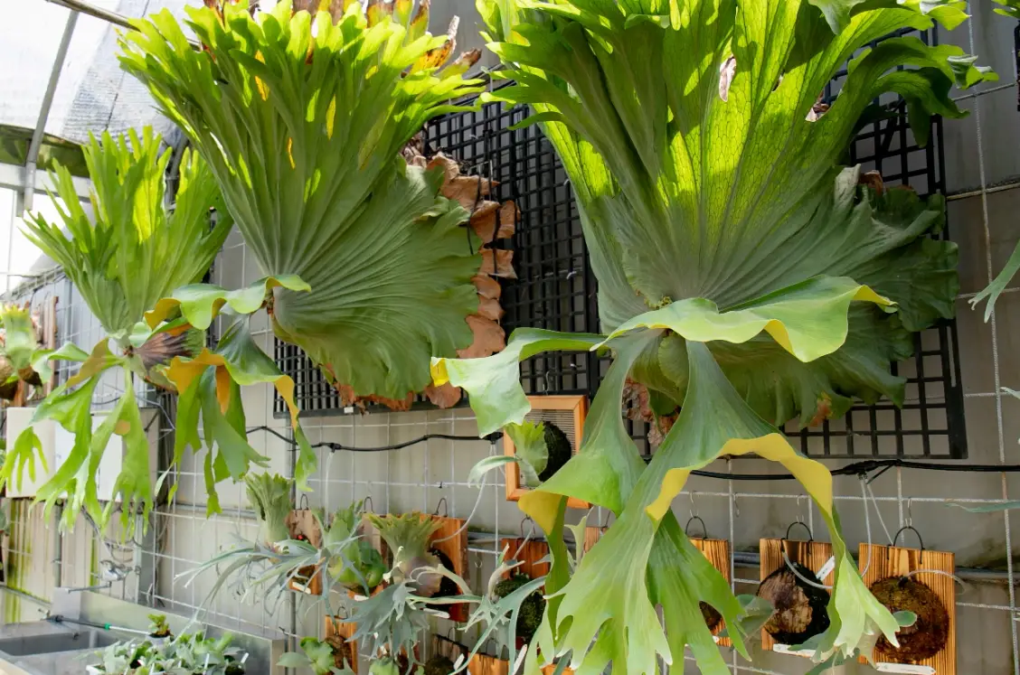 鹿角蕨種類 鹿角蕨種類