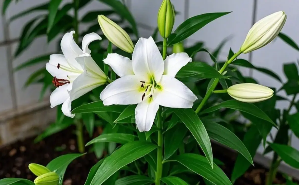 對寵物有毒的花