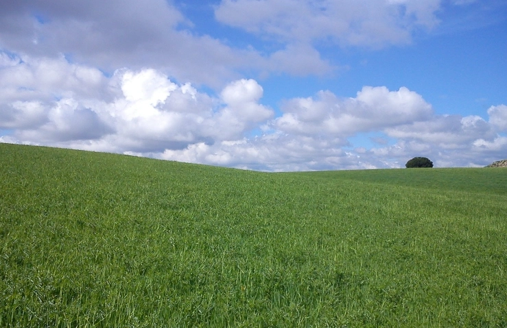 灌木造景尺寸 灌木造景尺寸
