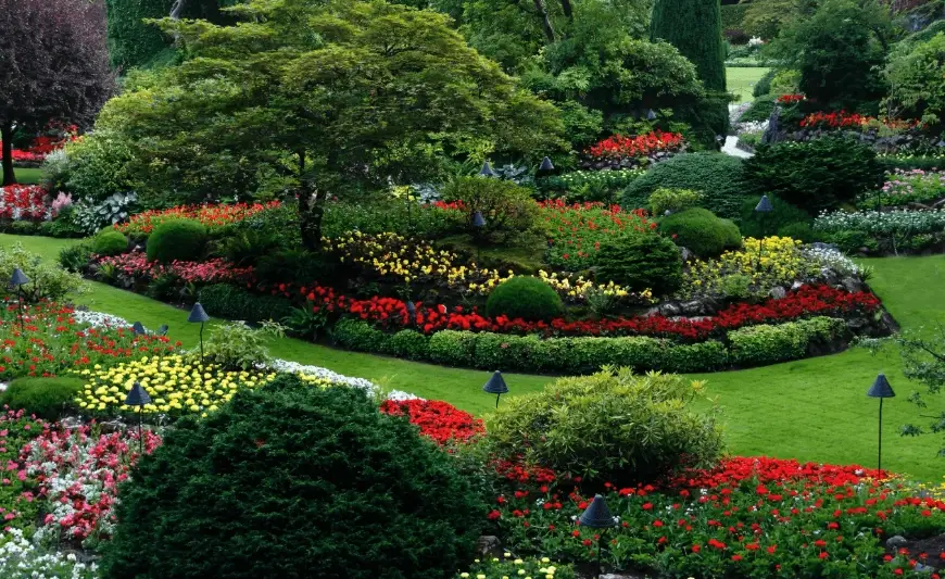 灌木造景尺寸 灌木造景尺寸