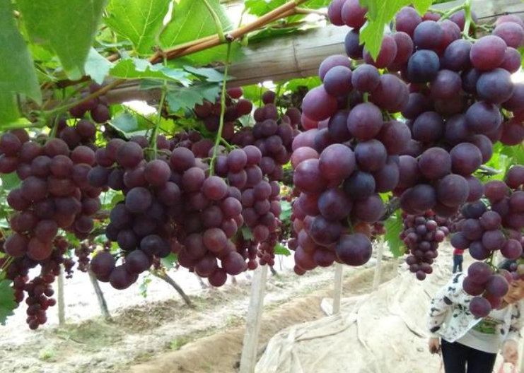 葡萄種植條件 葡萄種植條件