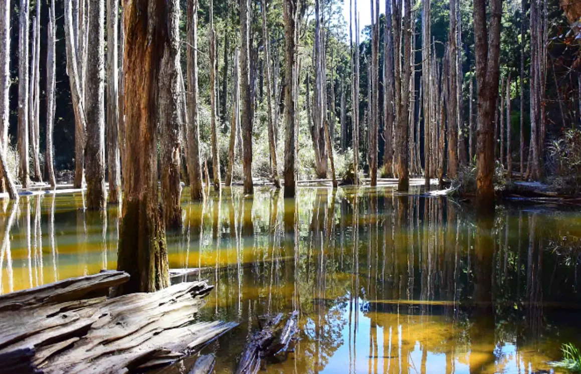 忘憂森林 交通 忘憂森林 交通