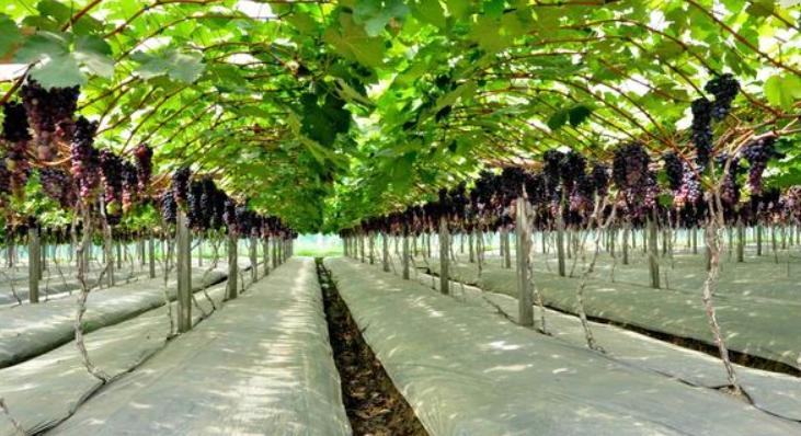 如何種葡萄 如何種葡萄