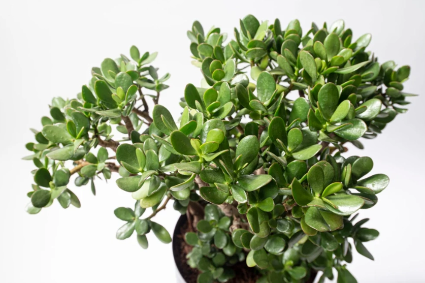 發財樹 種植 發財樹 種植