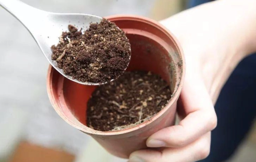 咖啡渣堆肥失敗 咖啡渣堆肥失敗