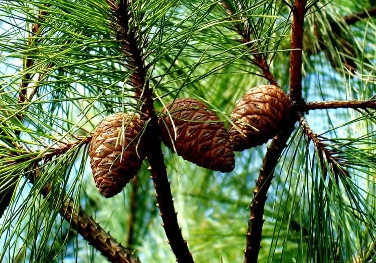 水耕黑松 水耕黑松