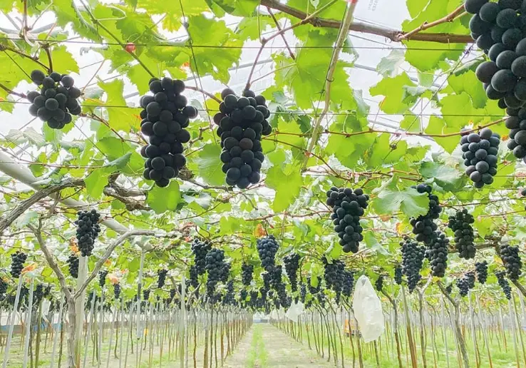 台灣葡萄品種 台灣葡萄品種