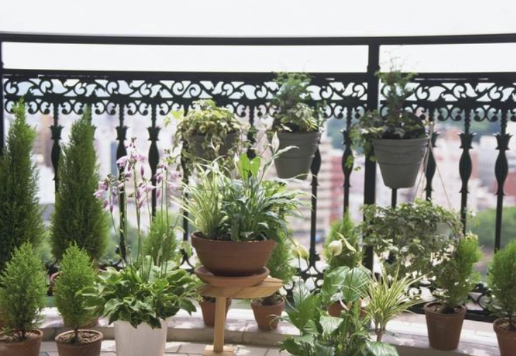 全日照植物推薦