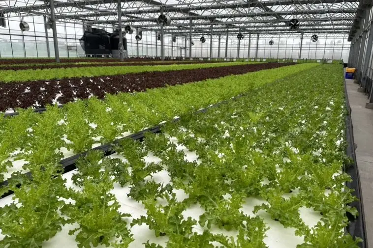 水耕營養液 水耕營養液
