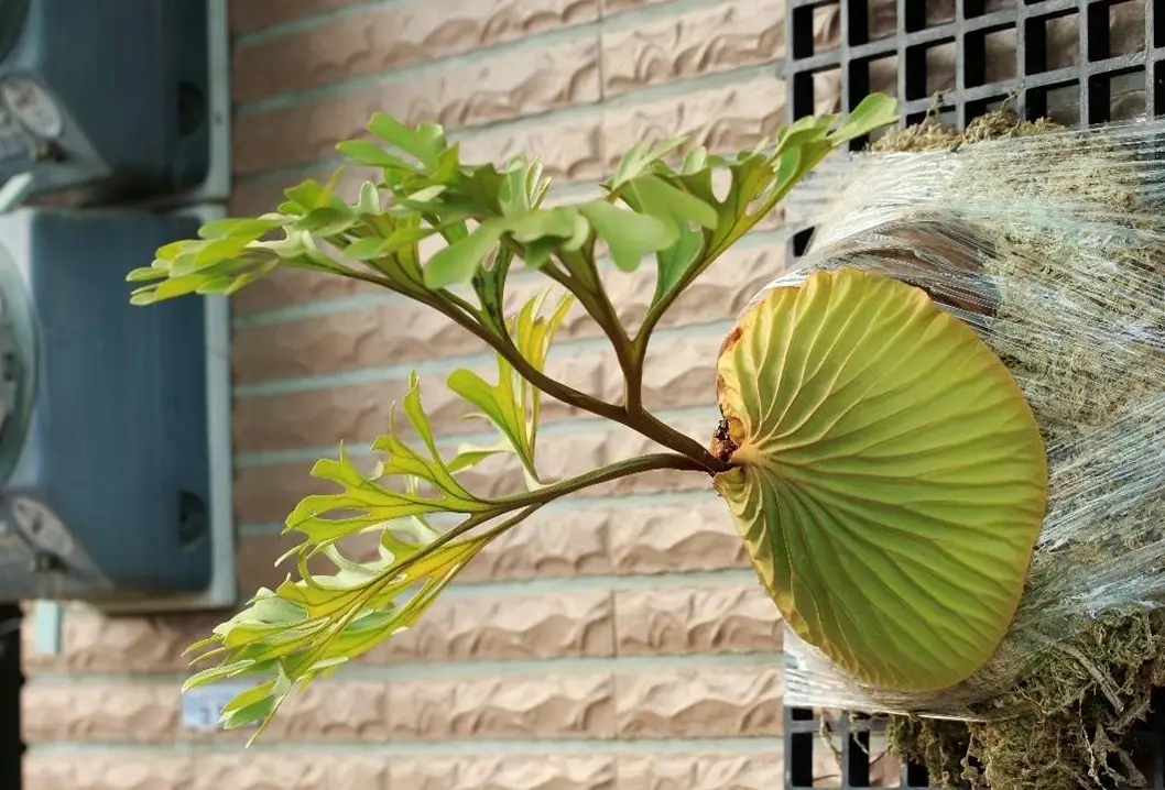 鹿角蕨品種 鹿角蕨品種