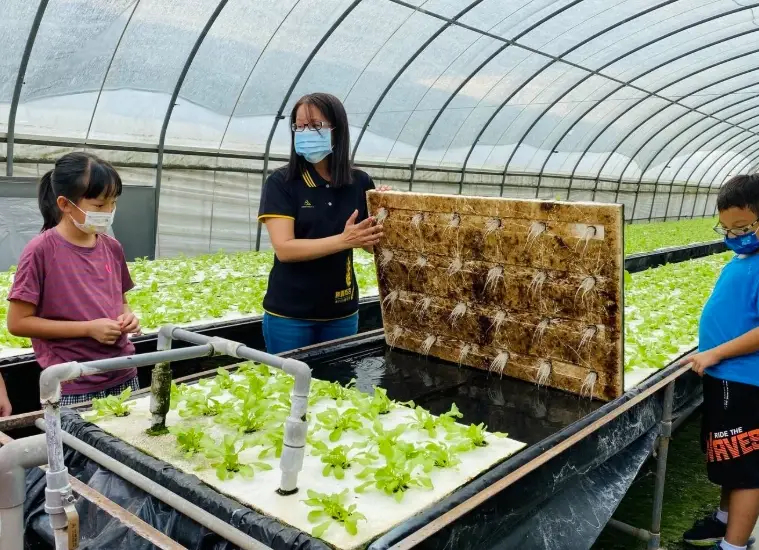 水耕肥料推薦 水耕肥料推薦