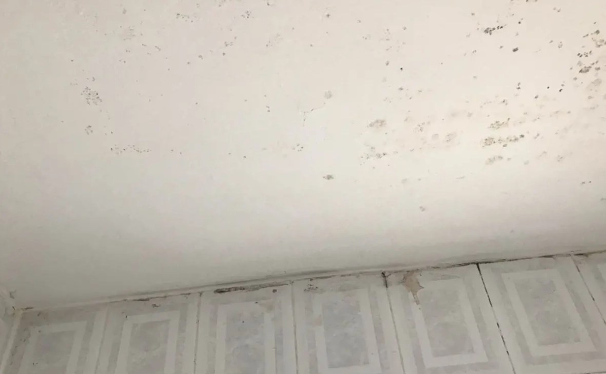 天花板除霉 天花板除霉