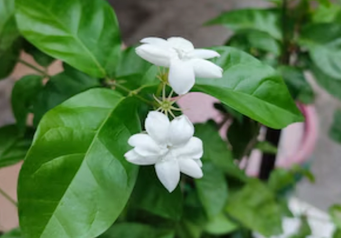 茉莉花養護