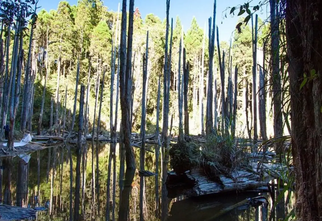 忘憂森林交通 忘憂森林交通
