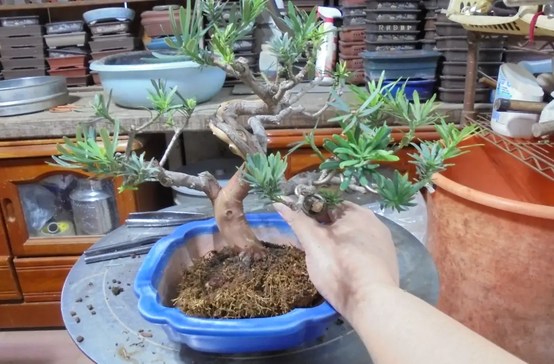 羅漢松養護技巧