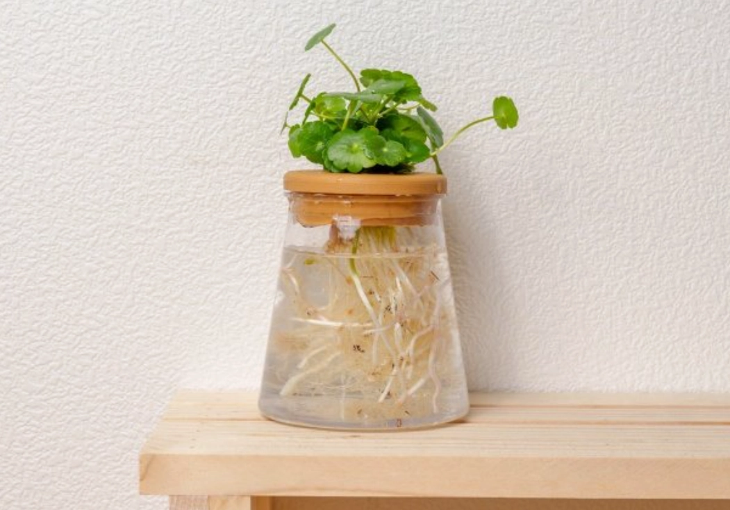 自製植物營養液