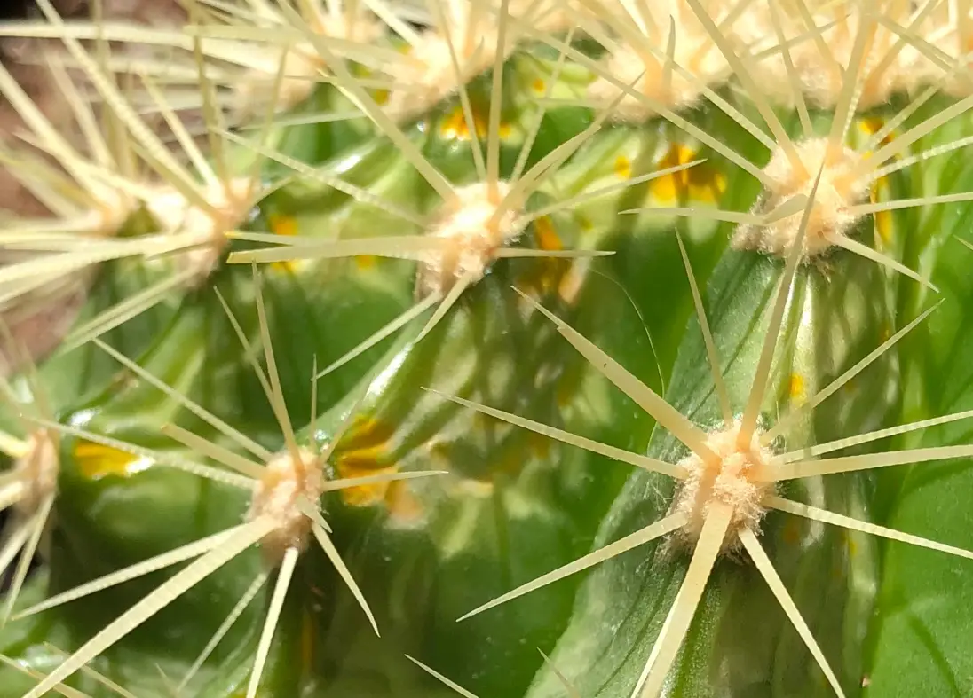 仙人掌曬傷處理