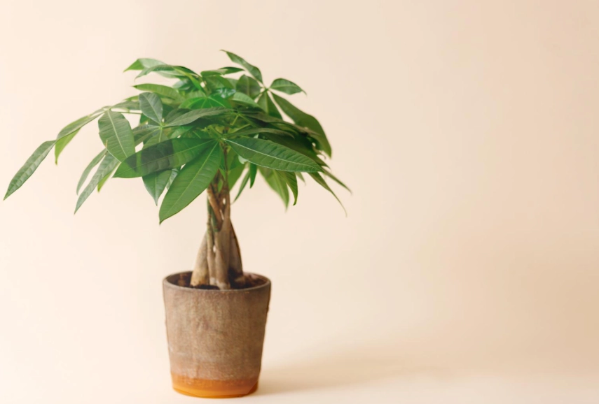 發財樹 種植 發財樹 種植