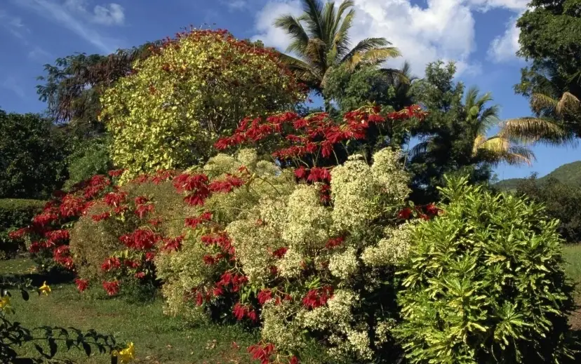 庭院灌木修剪 庭院灌木修剪