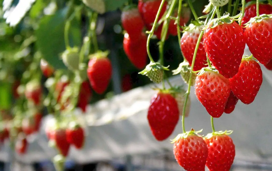 桑妮草莓園 採摘技巧 桑妮草莓園 採摘技巧