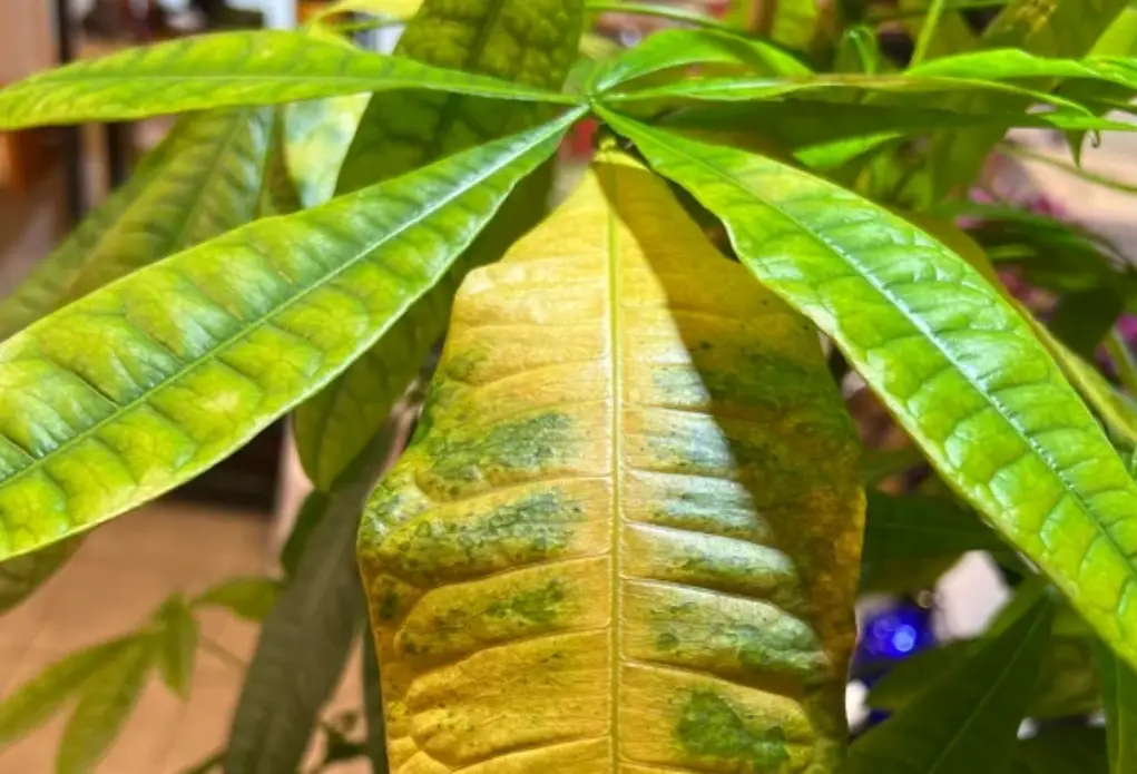 水種發財樹葉子變黃