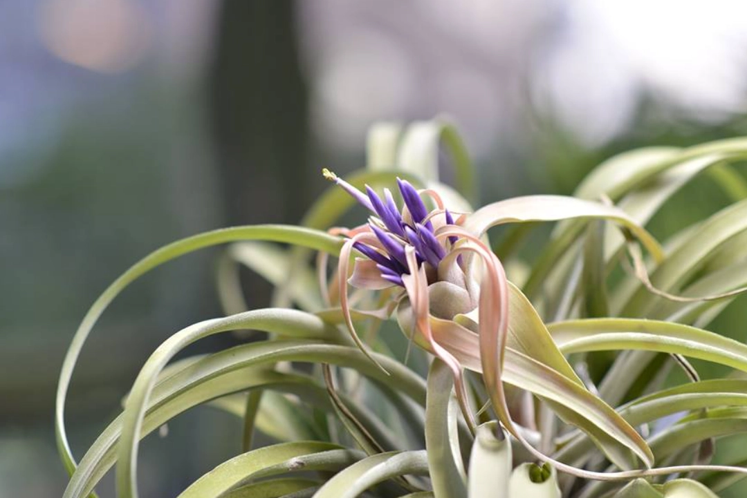 空氣鳳梨徒長原因