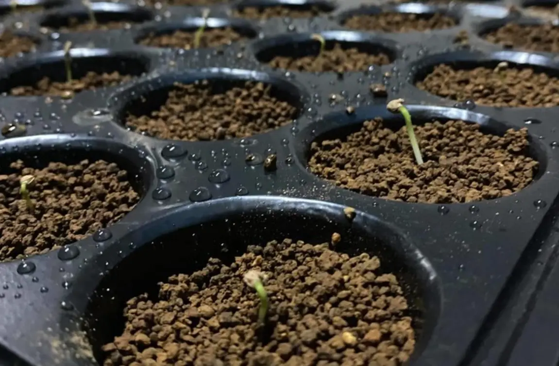 黑松發芽成功率