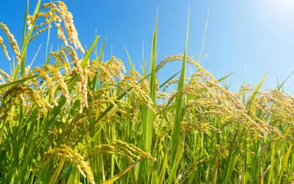 水稻生長階段 水稻生長階段