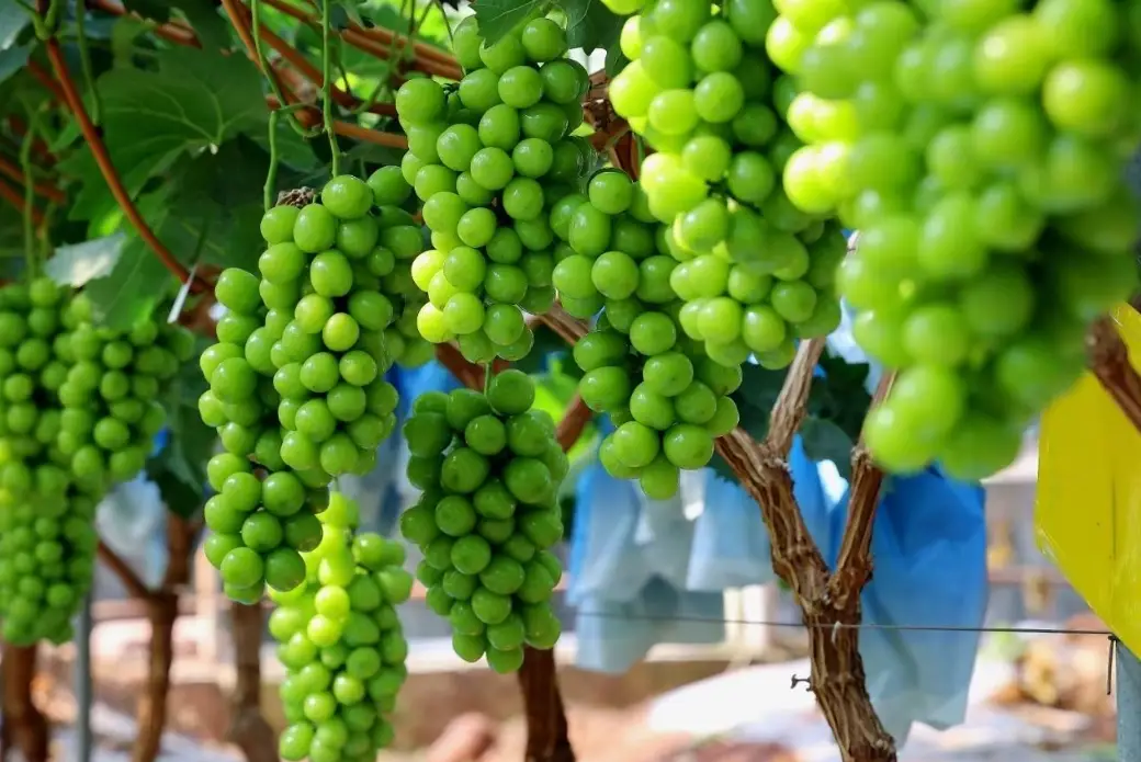 陽光玫瑰葡萄種植技術 陽光玫瑰葡萄種植技術