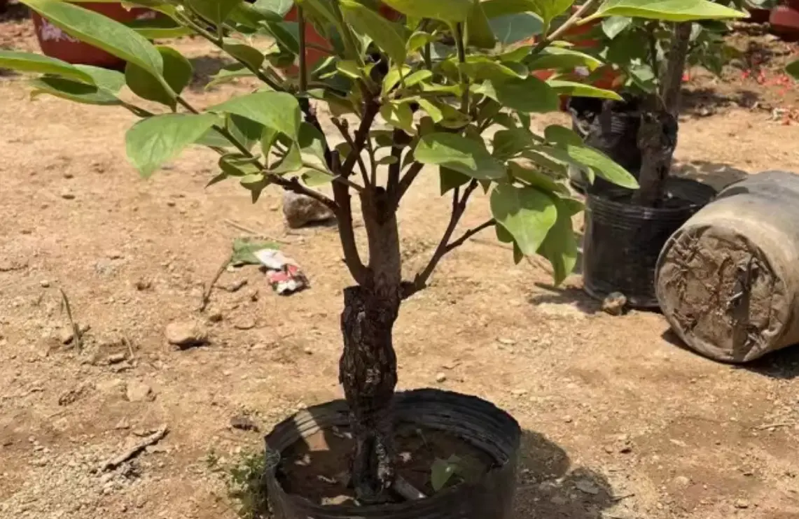 樹木矮化方法 樹木矮化方法