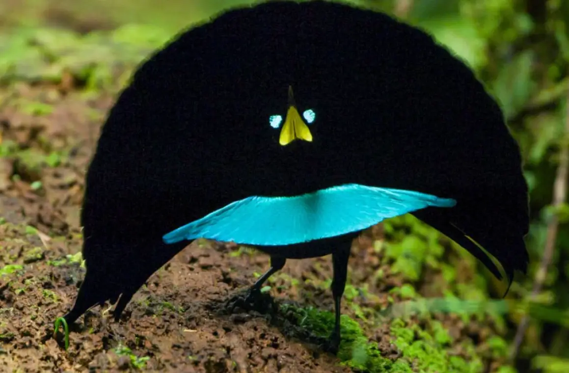 台灣賞鳥地點 台灣賞鳥地點