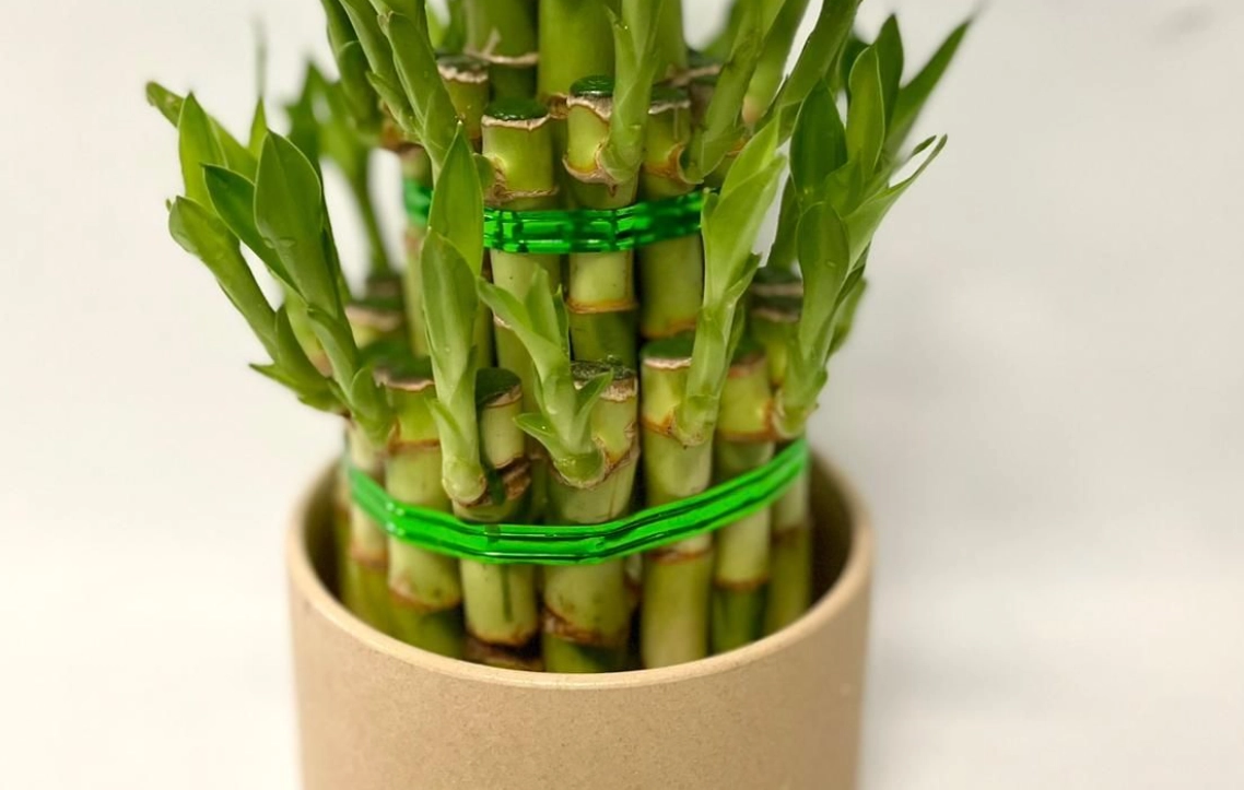 水培富貴竹 水培富貴竹