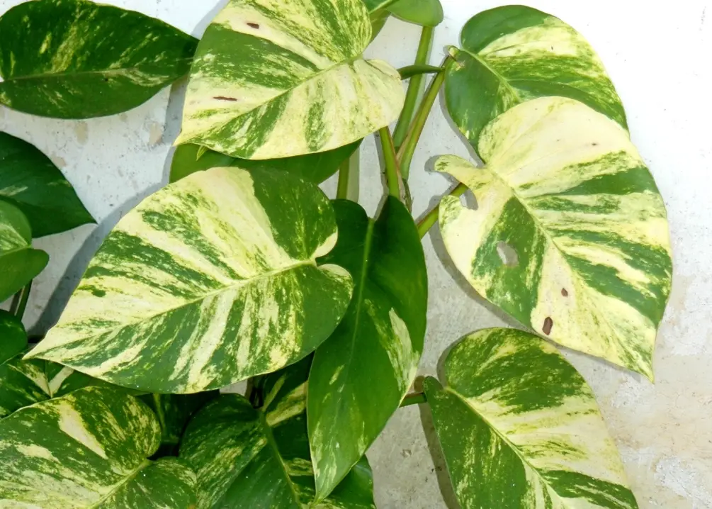 黃金葛 白斑 消失