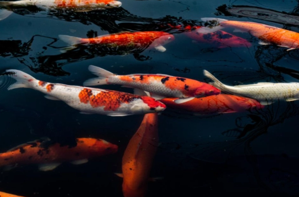 夢境 大魚 解析