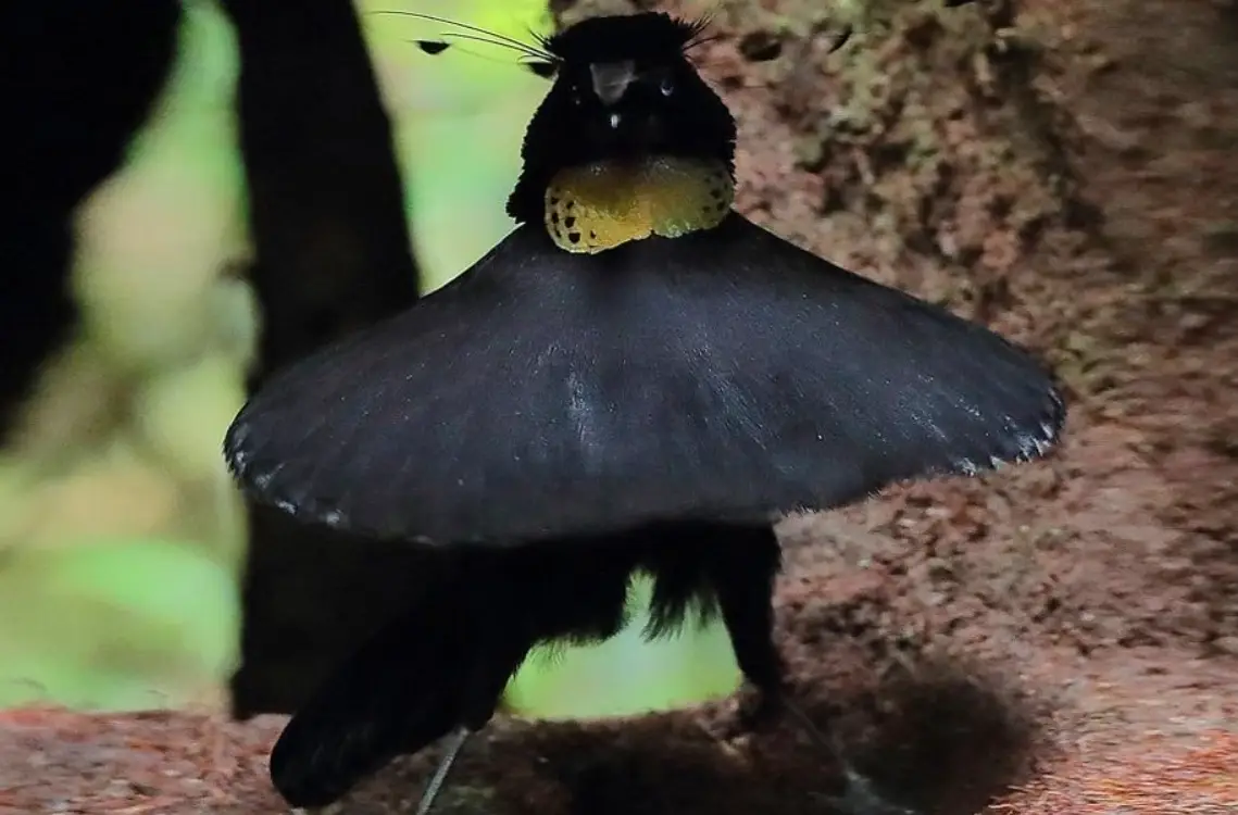 天堂鳥求偶舞蹈 天堂鳥求偶舞蹈