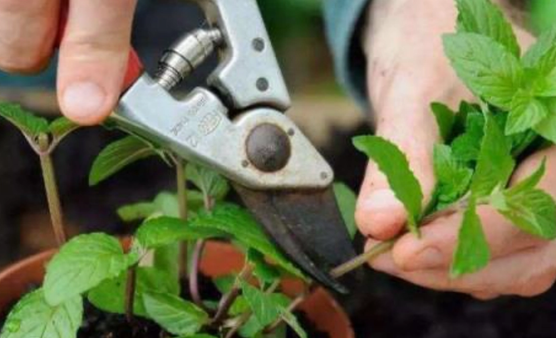 盆栽矮化技巧 盆栽矮化技巧