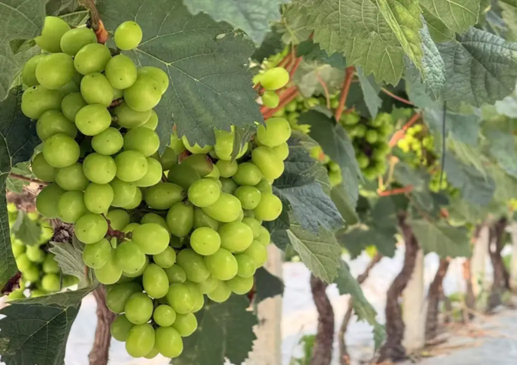 陽光玫瑰葡萄施肥 陽光玫瑰葡萄施肥