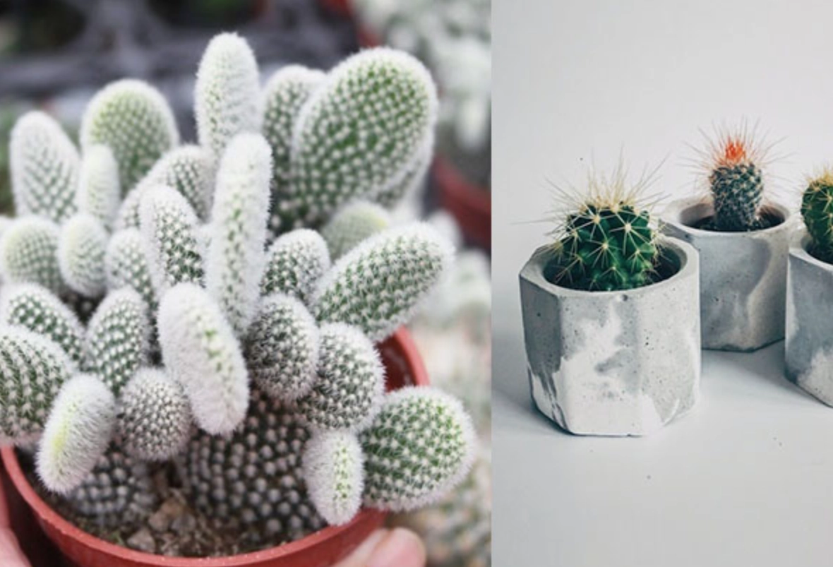 多肉植物土壤调整